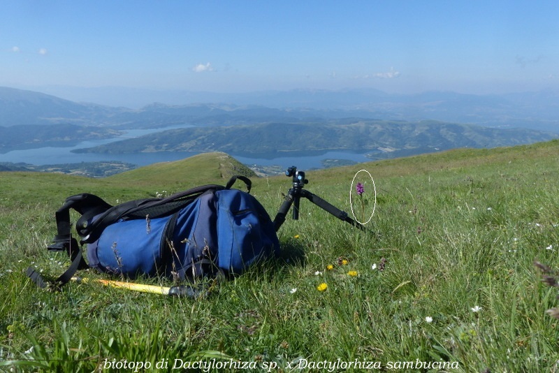 Monte Doro e Cima della Laghetta, le orchidee e i loro ambienti - luglio 2025.